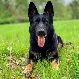 Arya - German Shepherd