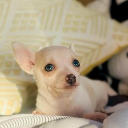 Maze - Cream and white female Chihuahua puppy in Alvord, Texas from Gift of Gods Favor