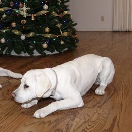 Labrador Retrievers from Labradors of Sunset Valley