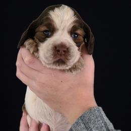 Ginger - Liver white and roan female English Springer Spaniel puppy in Lake City, Florida from Thunderbird Springers