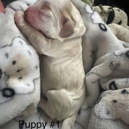 Cocker Spaniel Puppies from Abundance of Joy LLC