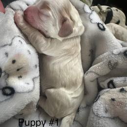 Cocker Spaniel Puppies from Abundance of Joy LLC