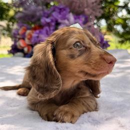 Lizzy - Dapple female Dachshund puppy in Lakeland, Florida from Elite Doxies Florida