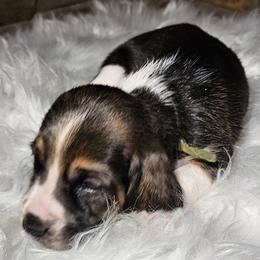 Yellow Collar Girl - Black white and brown female Basset Hound puppy in Richland Hills, Texas from The Basset Family