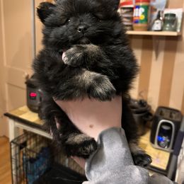 Companion Cross and Pomeranian Puppies from Pike River Pomeranians