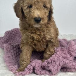 Yellow collar - Red  female Goldendoodle puppy in Flint, Michigan from Anytime Doodles