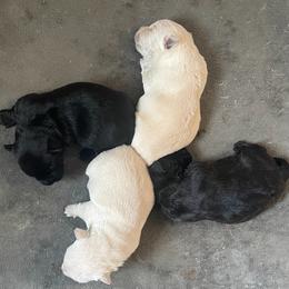 Golden Retrievers and Scottish Terriers from English Cream Goldens in Georgia