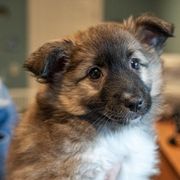 Icelandic Sheepdogs from Lukehaven Icelandic Sheepdogs