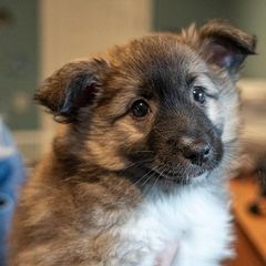 Icelandic Sheepdogs from Lukehaven Icelandic Sheepdogs