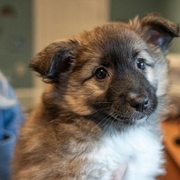Icelandic Sheepdogs from Lukehaven Icelandic Sheepdogs