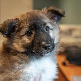 Icelandic Sheepdogs from Lukehaven Icelandic Sheepdogs