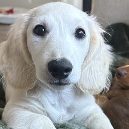 Mayson - Dachshund
