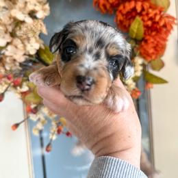 Sapphire 💙 - Blue merle female Aussiedoodle puppy in Granbury, Texas from Triple Cross Doodles