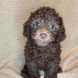 Ryker - Chocolate male Goldendoodle puppy in Lancaster, Kentucky from Dream Paws Puppies, LLC