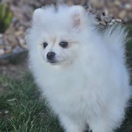 Eddie - Cream Pomeranian puppy in Brighton, Colorado from Yanetta Pomeranians