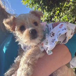 Abby - Gold female Yorkshire Terrier puppy in Deltona, Florida from Oliviero Yorkies