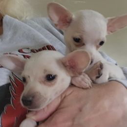 Lemon - Cream female Chihuahua puppy in Greenfield, Ohio from Paradise Chihuahua Kennel