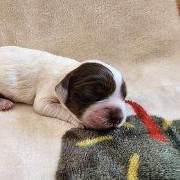 AKC Snoopy ( brown sable Roan ) - Brown roan and tan male Cocker Spaniel puppy in New Market, Tennessee from Down in the Holler