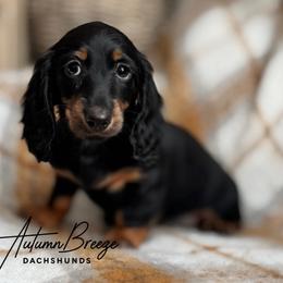 Briar - Black and tan female Dachshund puppy in Clever, Missouri from Autumn Breeze Dachshunds