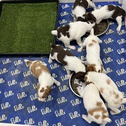 Brittany puppies from Bull Creek Kennels