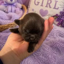 Donna Jo purple DJ - Chocolate female Shih Tzu puppy in Augusta, Maine from Zulas Shih Tzu of Maine