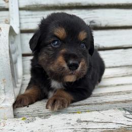 Ranger - Black tri male Toy Australian Shepherd puppy in Licking, Missouri from Burnett Aussies