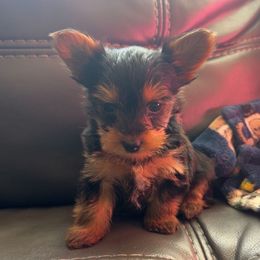 Sadie - Black and tan female Yorkshire Terrier puppy in Ocala, Florida from Top Notch Pupz