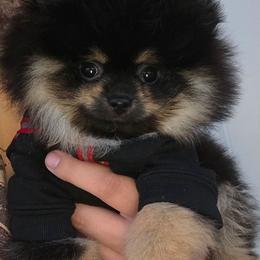 BATMAN - Black and tan parti male Pomeranian puppy in Santa Ana, California from Legacy Pomeranian of Orange County