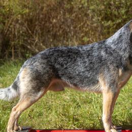 Gamble - Australian Cattle Dog