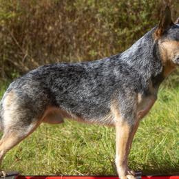 Gamble - Australian Cattle Dog