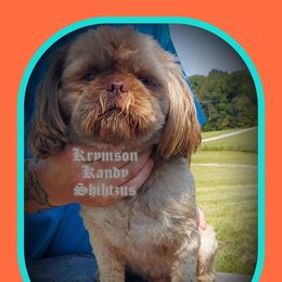 Chewy - Shih Tzu