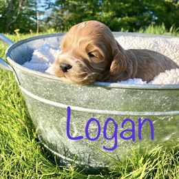 Bernedoodle, Cockapoo, and German Shorthaired Pointer Puppies from Filipiak Breeders