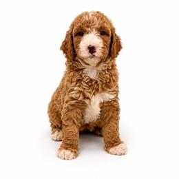 Dakota Hughes aka Benny - Apricot male Goldendoodle puppy in Valdosta, Georgia from Designer Doodles of South GA