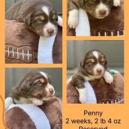 Frenchy - Red tri-color female Australian Shepherd puppy in Marshall, Virginia from Greywood Farm Aussies