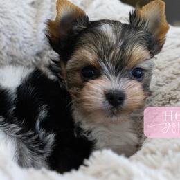 Violet - Parti female Yorkshire Terrier puppy in Austin, Texas from H6 Yorkies