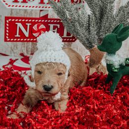 Male 4 - Apricot male Goldendoodle puppy in Otisville, Michigan from Danie’s Darling Doodles LLC