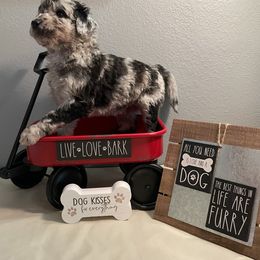 Aussiedoodle Puppies from Double K Farms