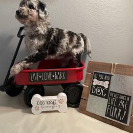 Aussiedoodle Puppies from Double K Farms