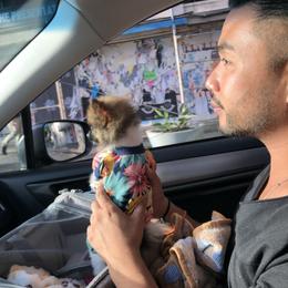 Pomeranian Puppies from Puppy Zen Den