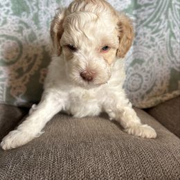 Malfoy - Cream male Labradoodle puppy in Somerset, California from Annie’s Animals