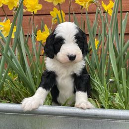Sheepadoodle Puppies from Sunflower Family Farms