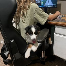 Australian Shepherd and Miniature American Shepherd Puppies from Alolan Angel Aussies