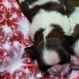 Red and White Boy - Red and white male Shih Tzu puppy in Tenino, Washington from Dolled Up Pup