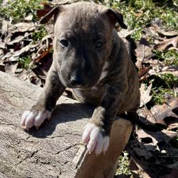Oakley - Brindle and white male Bull Terrier puppy in Springfield, Ohio from Lynn Hill Bull Terriers