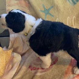Girl 4 - Black and white Portuguese Water Dog puppy in Waukesha, Wisconsin from High Tide PWDs