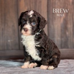 Brew (Green Boy) - male Golden Mountain Doodle puppy in Pagosa Springs, Colorado from Selah Mountain Dogs