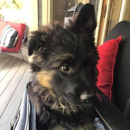 German Shepherds from Mary Clare's Lair