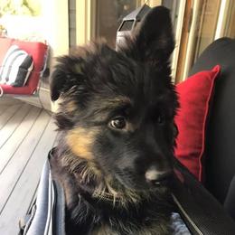 German Shepherds from Mary Clare's Lair