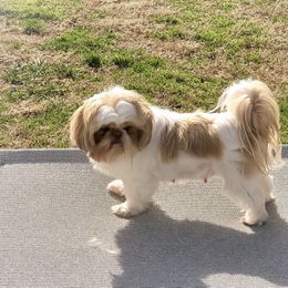 Laney - Shih Tzu