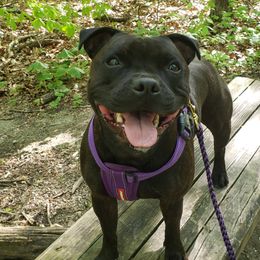 Staffordshire Bull Terrier All Grown Up from Freystaff Staffordshire Bull Terriers